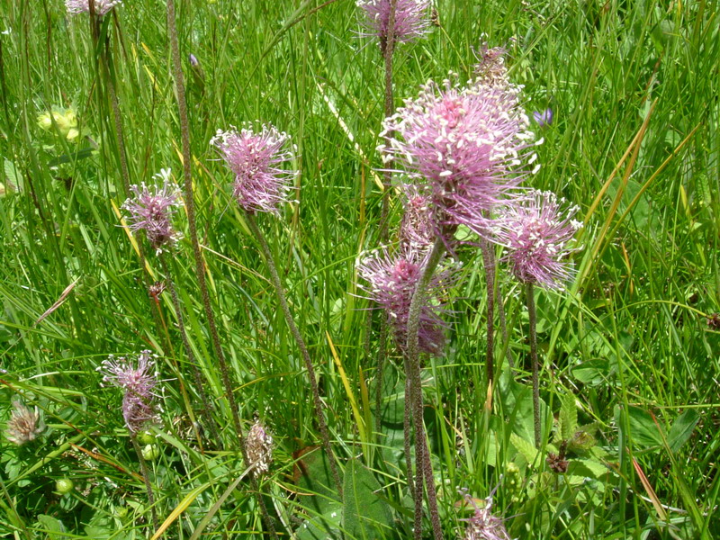 Prati alpini 1 - Plantago media